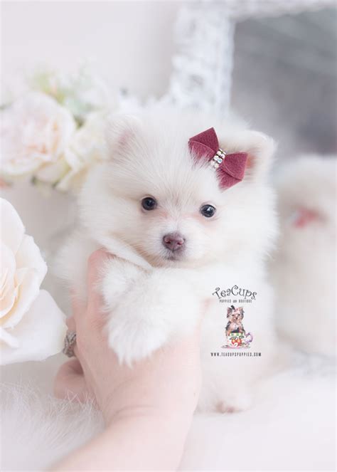 Cream Pomeranian Teacup Puppies Boutique