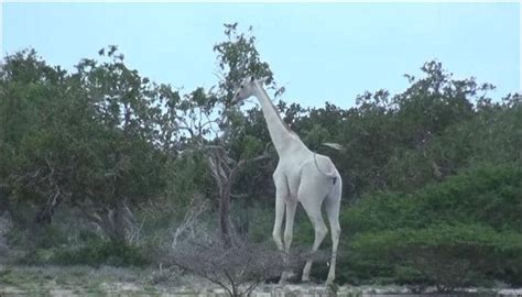 Footage Of Rare White Giraffes Spotted In Kenya Will Awe You Watch Environment News Zee News