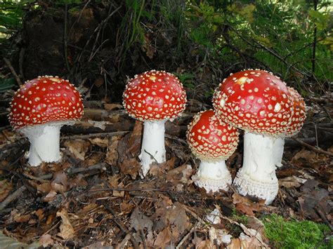 Can You Identify These 17 Deadliest Mushrooms In The World