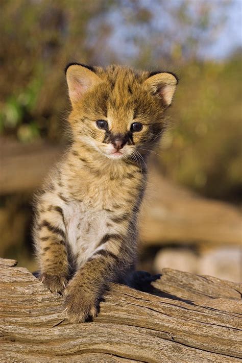 Serval Leptailurus Serval Kitten Two Photograph By Suzi Eszterhas