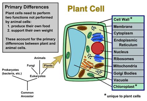 Plant Cells Vs Animal Cells With Diagrams