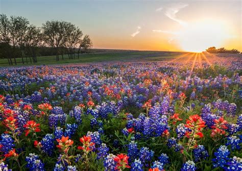 Texas Wildflower Season Is Beautiful Bountiful And More Than Just Bluebonnets KERA News