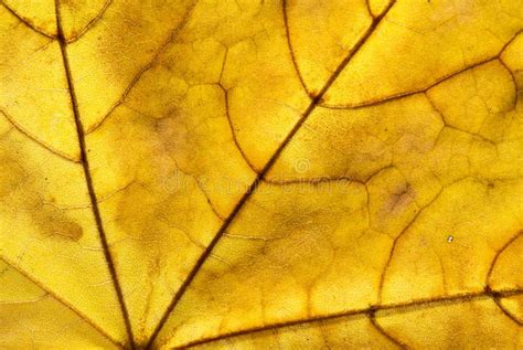 Close Up Photo Of Autumn Leaves Leaf Texture Macro Photo Stock Image