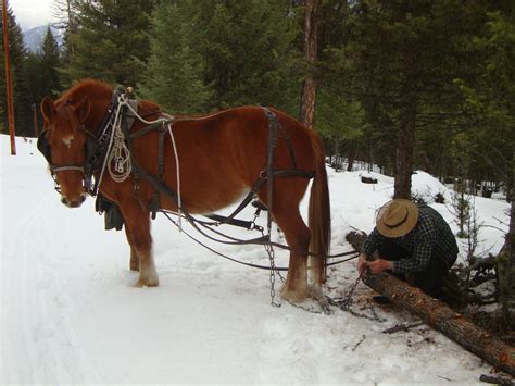 Doc Hammill Horsemanship Videos And Workshops Horse Logging With Draft