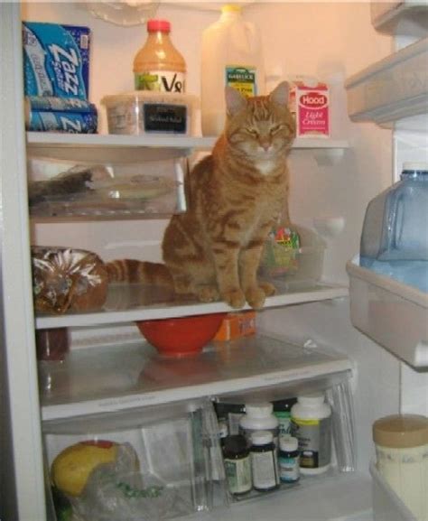 26 Cool Cats Who Live In Fridges Cats Cool Cats Funny Cats