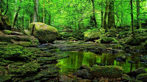 Green Forest Wallpapers K HD Green Forest Backgrounds On WallpaperBat