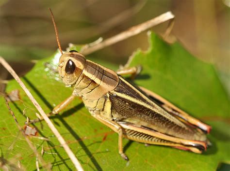 Two Striped Grasshopper Melanoplus Bivittatus Lynette Elliott Flickr