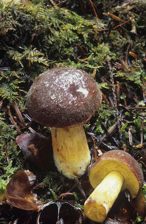 Bay Boletus Mushrooms Stock Image B2501484 Science Photo Library
