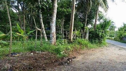 Titled Farm Lot In Amadeo Cavite Land Farm Tagaytay Philippines My