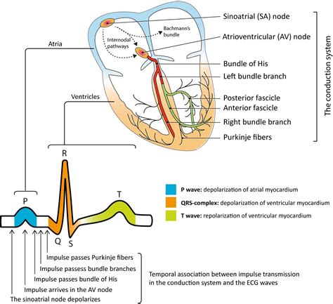 Overview Of The Atria Ventricles Conduction System And Ecg Waveforms