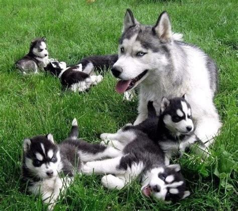 Check spelling or type a new query. Siberian Husky Puppies For Sale | San Diego, CA #242305
