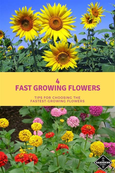 Which Flowers Grow The Fastest Try These For Fast Results Gardening