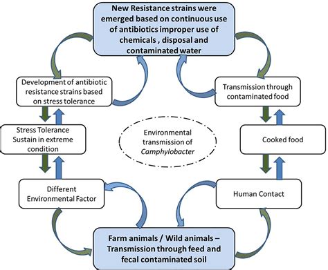 Frontiers Review On Stress Tolerance In Campylobacter Jejuni