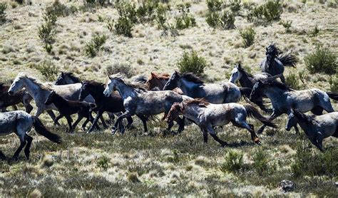 no culling victorian alpine brumbies in management plan sporting shooter