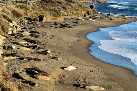 Northern Elephant Seals On Beach Near San Simeon California Encircle