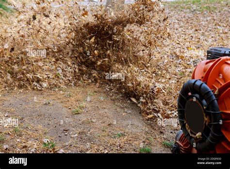 Cleaning Of The Territory From Leaves In Autumn With Brooms Stock Photo
