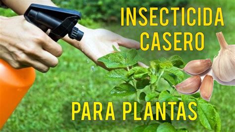 Insecticida Casero Para Plantas Con Ajo Youtube