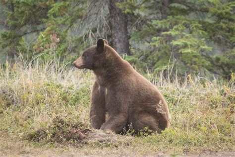 Wolves Cougars And Bears Canada