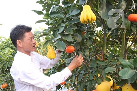 Bare root fruit trees can be found at pomona fruits. Unique garden of multi-fruit trees in Hanoi - News VietNamNet