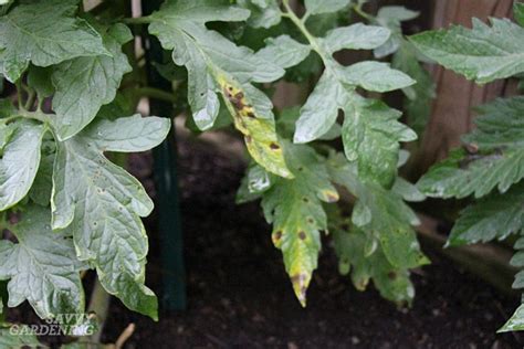 How To Identify And Control Tomato Plant Disease Wrights Feeds N Needs