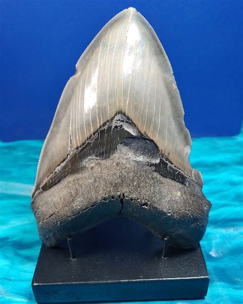 Massive Serrated Megalodon Shark Tooth · Megateeth Megalodon