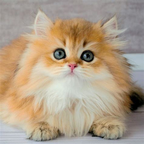British Longhair Kitten Feline Exotic Kitty Cats Shop