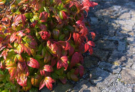 How To Grow And Care For Firepower Nandina