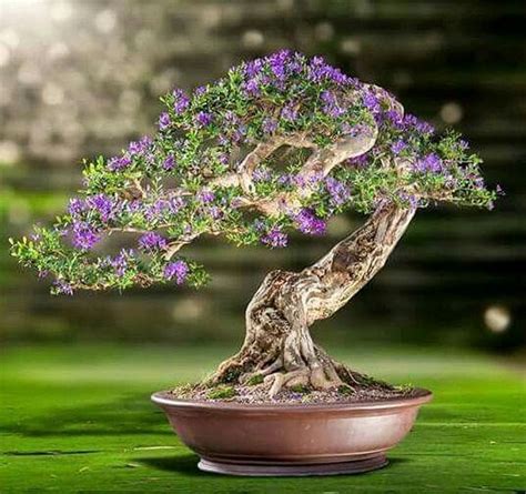 Questa pianta, all'interno del giardino giapponese deve trovarsi nei pressi della casa, ma deve avere sotto di se tutto lo spazio necessario a contenere la caduta sono moltissime le piante amate dai giapponesi e. 45+ Idee incredibili per alberi da interno bonsai per ...
