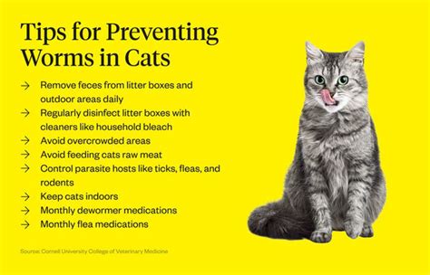 Hookworms In Cats Causes Symptoms And Treatment Chegospl