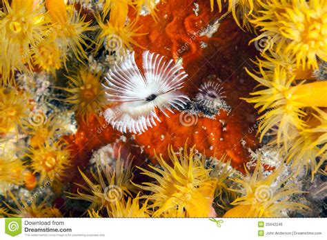 Orange Cup Corals Stock Photo Image Of Underwater