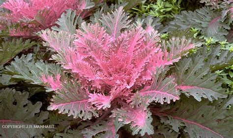 Decorative heart with a bouquet of lavender more stock photos from tamara fesenko's portfolio. Decorative cabbage and kale | Ornamental cabbage ...
