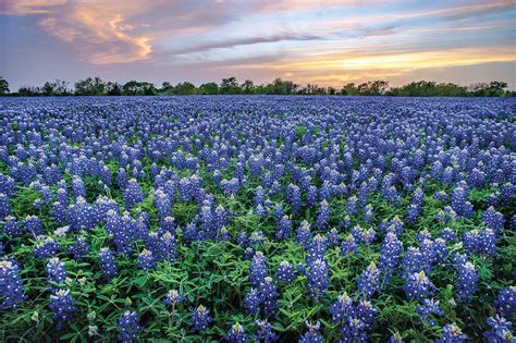 The Bucolic Beauty Of A Blanket Of Bluebonnets