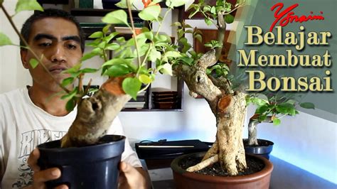 2 cara membuat bonsai bougenville (bunga kertas). Cara Membuat Bonsai Bunga Kertas (Bougainvillea) - YouTube