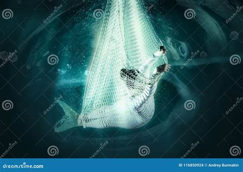 Mermaid In Fishing Nets Underwater Stock Photo Image Of Ideas Blue
