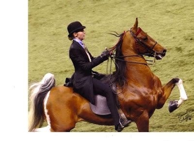 perfect horse unethical practices   show ring
