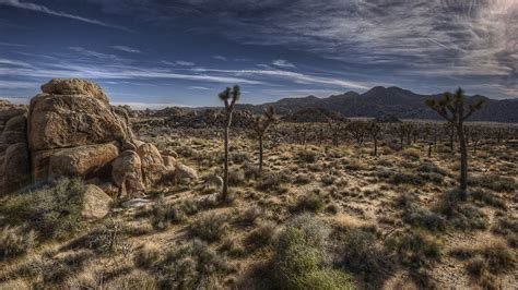 Joshua Tree National Park Wallpapers And Background Images