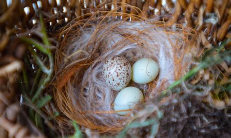 How To Relocate A Birds Nest With Eggs