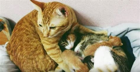 Father Cat Supports Mom Cat Giving Birth Wins Everyones Hearts We
