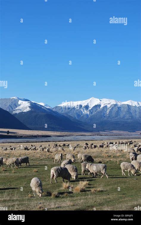Sheep Below The Snow Capped Mountains Of The Southern Alpssouth Island