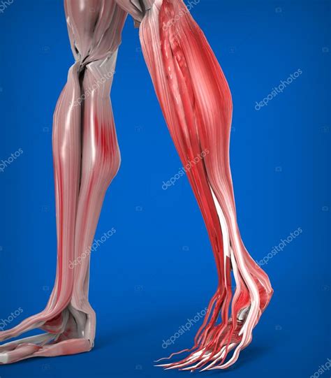 Anatomía De Los Músculos De Las Piernas Inferiores 2023