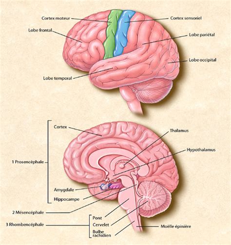 anatomie du cerveau et du système nerveux fédération pour la