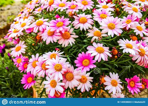 Very Beautiful Colorful Flowers In Spring Stock Image Image Of