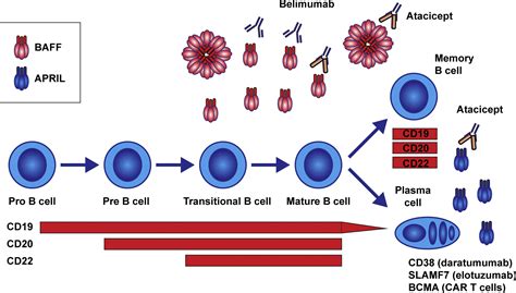 B Cells In Systemic Lupus Erythematosus Rheumatic Disease Clinics