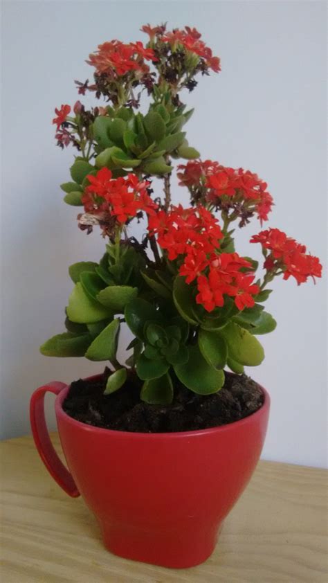 Rosabio Flor Da Fortuna Kalanchoe Blossfeldiana