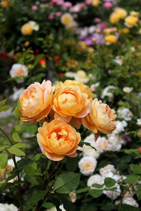 His first rose, the fragrant constance spry, was released in 1961. Rose 'Golden Celebration', (David Austin, 1992), Shrub. En ...