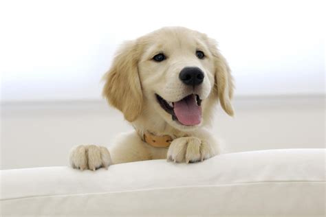 Golden Retriever Pictures And Information Dog Breed