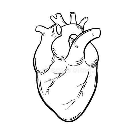 Human Heart Anatomical Heart Hand Drawn Vector Illustration Stock