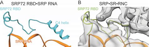 Fig S11 Structural Comparison Of Srp Rna Bound Srp72 Rbd In The