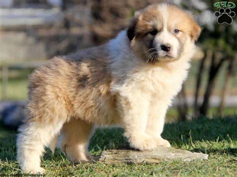 The german shepherd is a great family dog and companion, as well as a diligent guard dog. Great Pyrenees German Shepherd Mix Puppies For Sale | PETSIDI