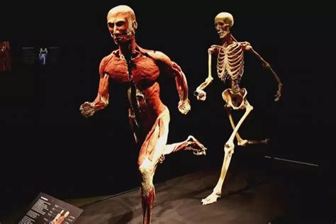 Corpo Humano Fotos Reais